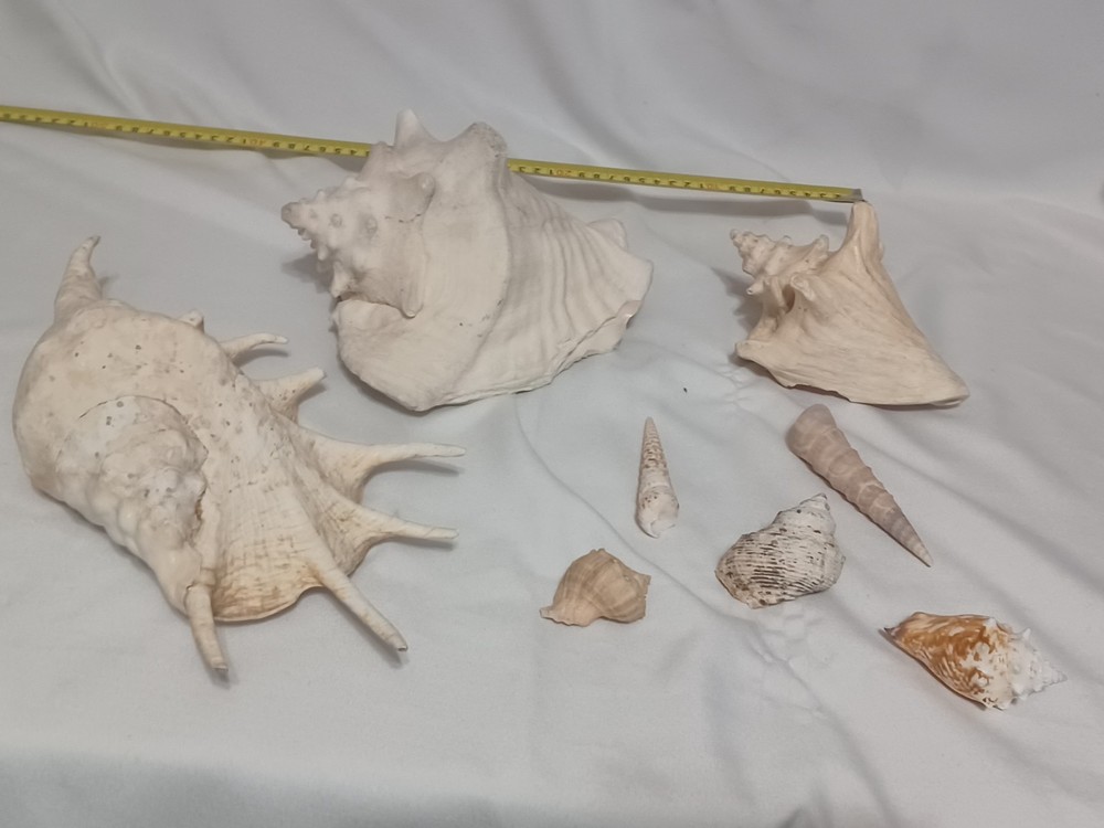 Assorted Large  Conch / Seashell Lot  See Pics