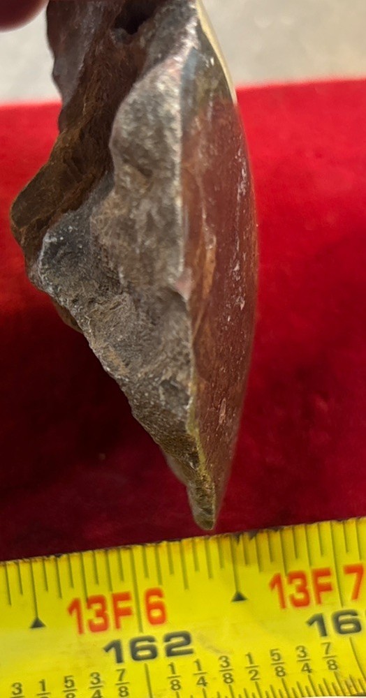 Petrified Coral End Polished