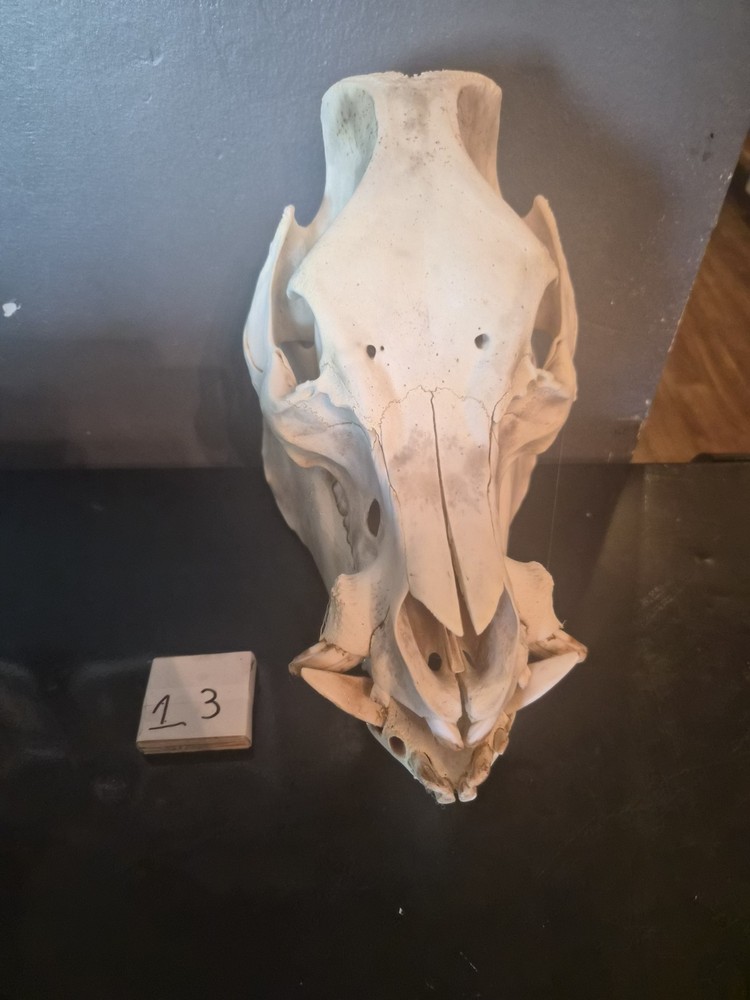 Boar Skull
