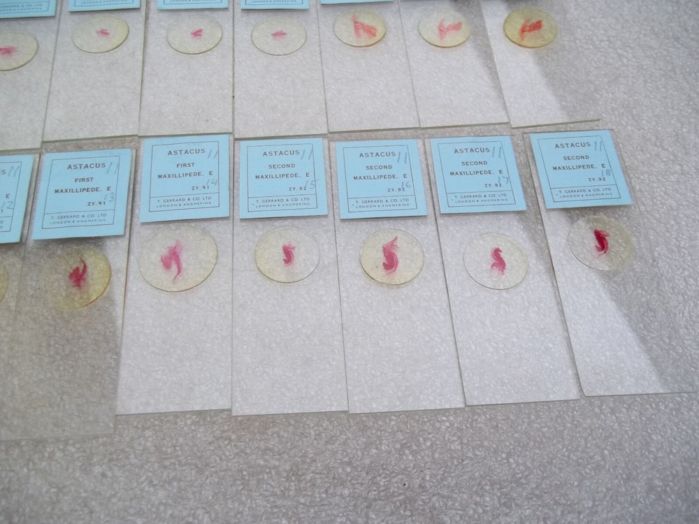 Vintage Glass Microscope Slides -