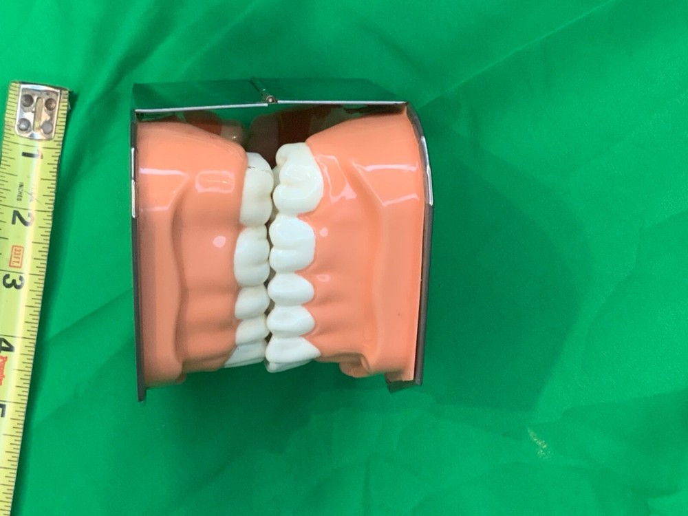 Dental model teeth