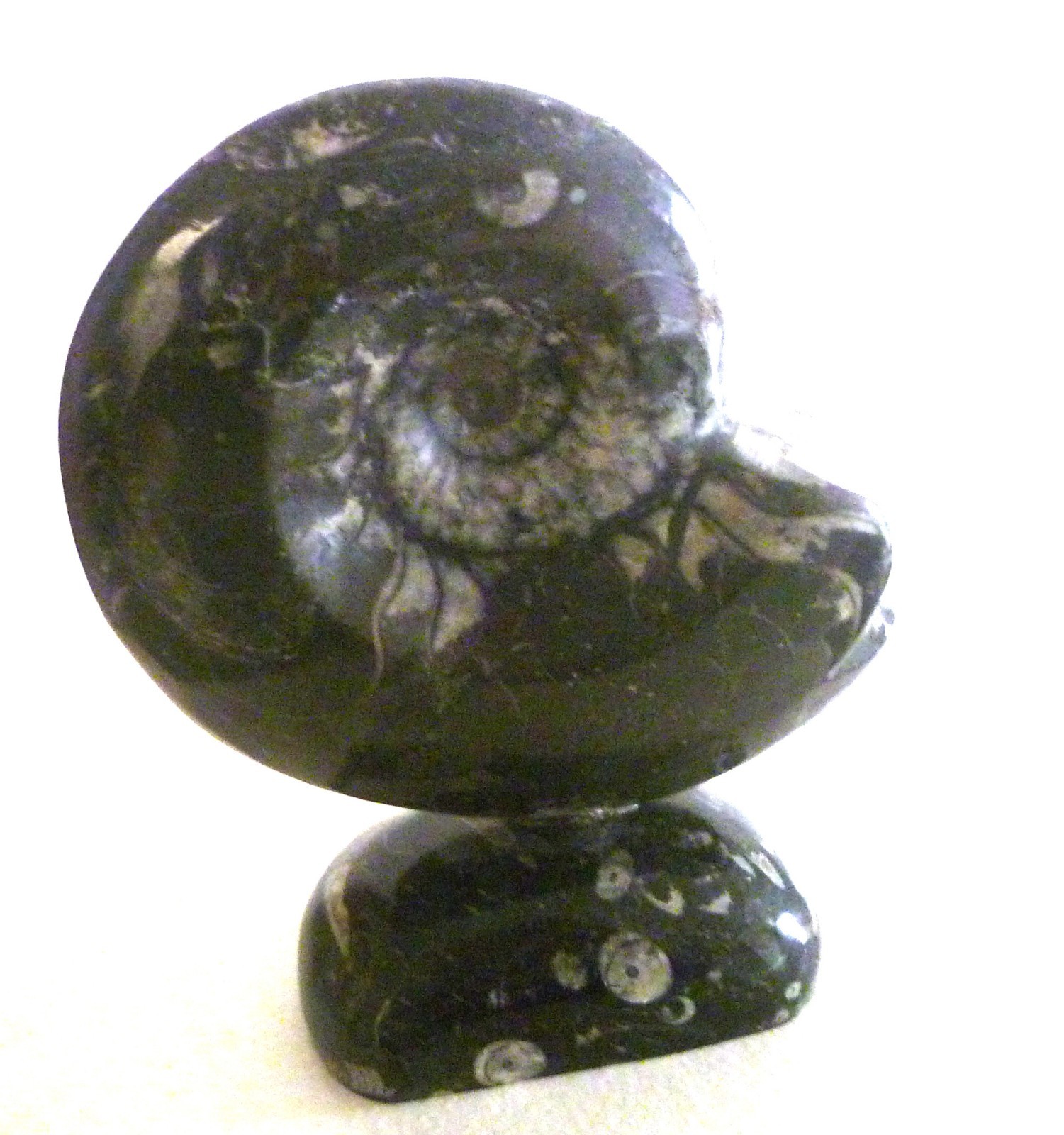 Ammonite Fossil Goniatite On Natural Stand Morocco Black/White Bands