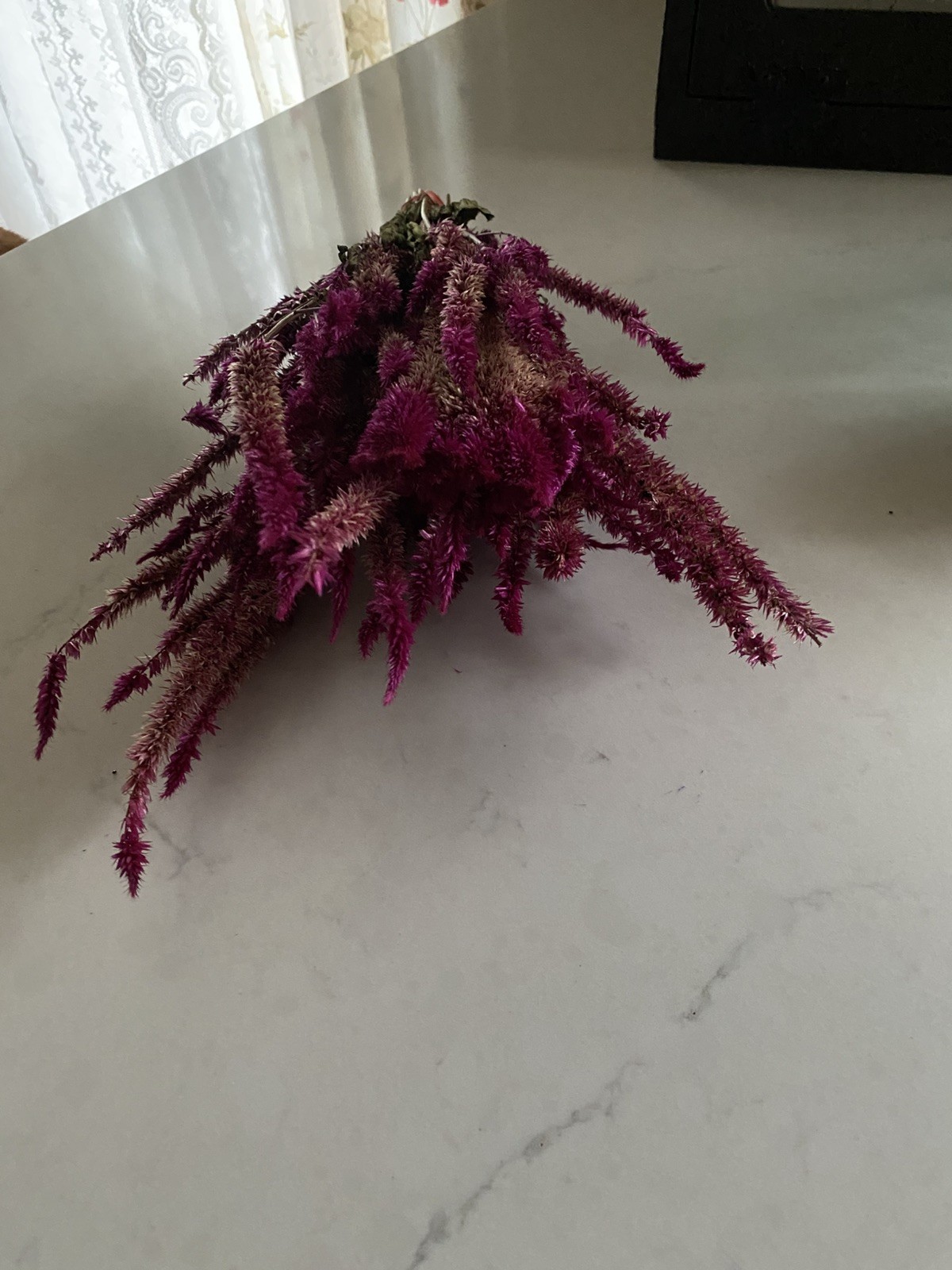 Pencil CELOSIA * Ruby Parfait * Dried Flowers Bunch BOUQUET Bundle * USA