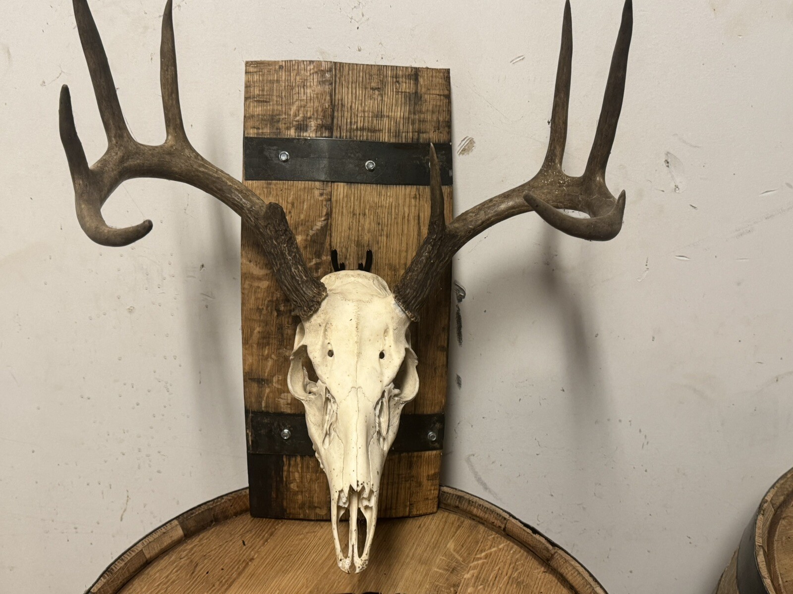 Rustic Barrel European Deer Skull Mounting Plaques