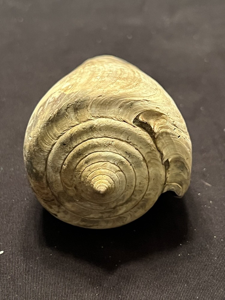 RARE Fossilized Conidae ( CONE ) Shell From Central Florida & BONUS Shell.