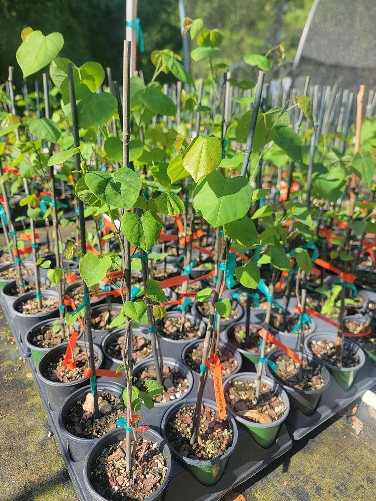 Eastern Redbud Tree ( Cercis ) - Live Plant - ( 1 QT )