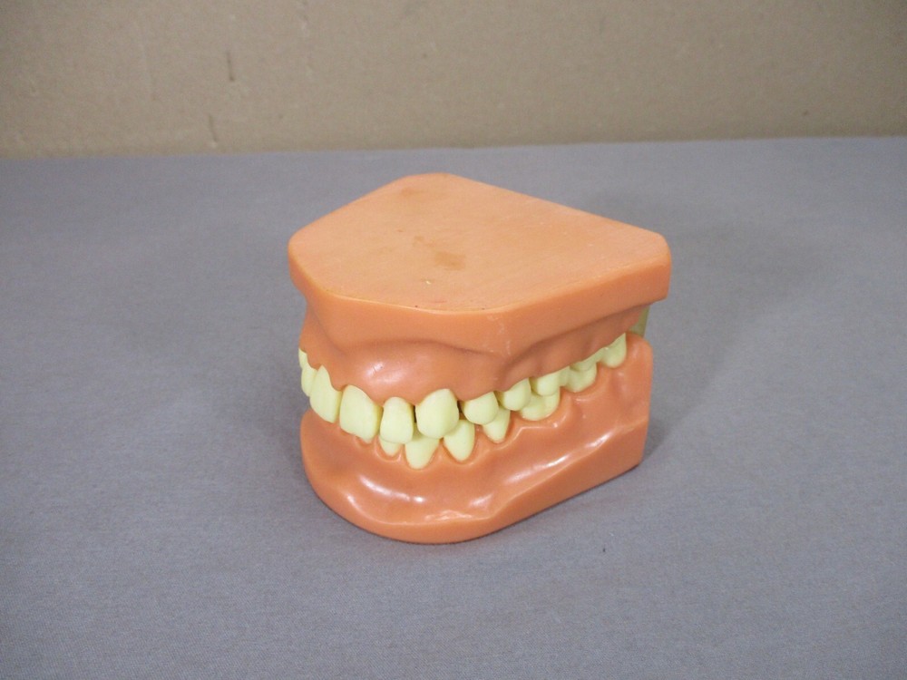 Dentist Typodont Dentoform Dental Model Teeth Overbite Tooth Display Hinged Set
