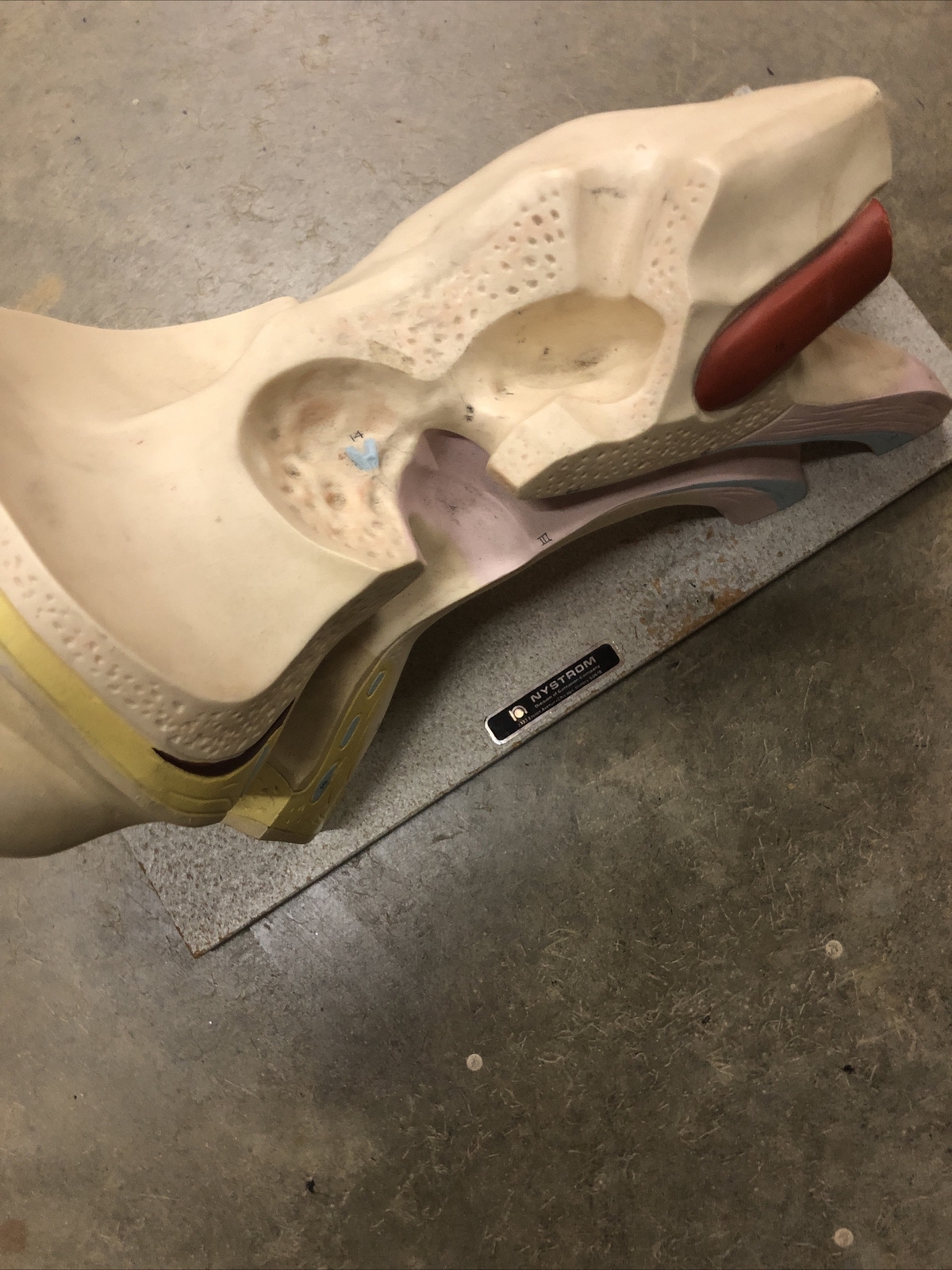 Vintage Anatomical Human Ear Model NYSTROM Medical School