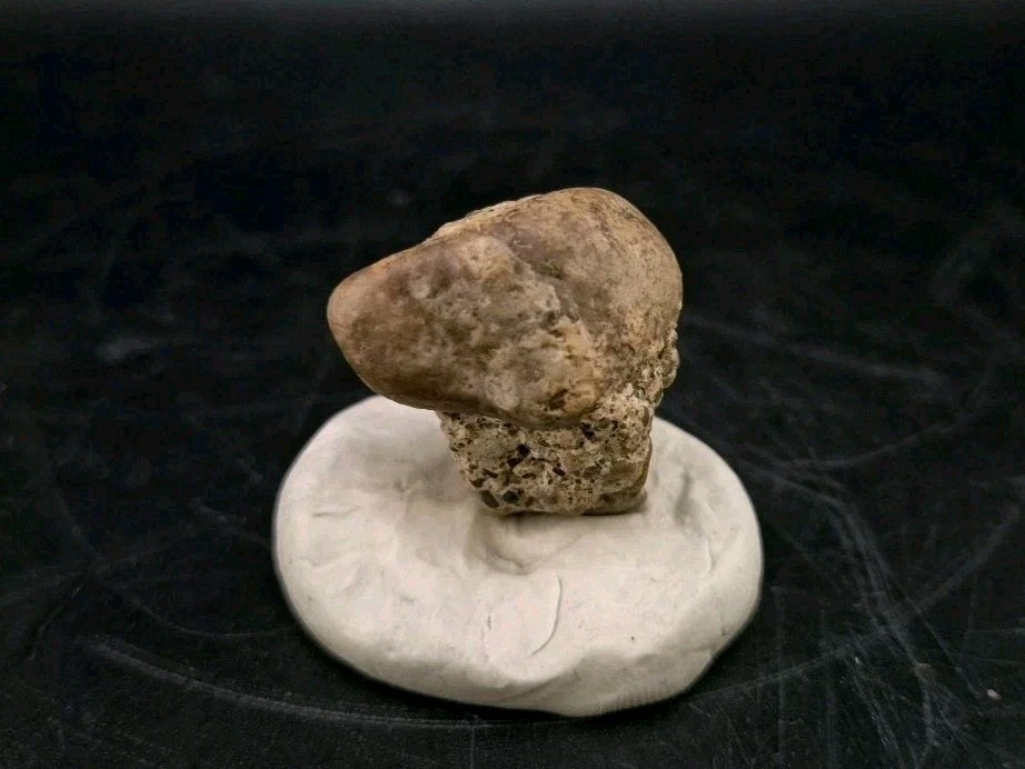 Full Dinosaur Permineralized Fossil Skull Authentic