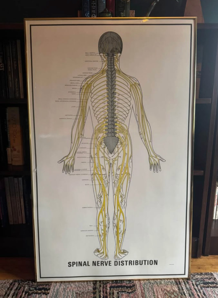 1970s Anatomy Chart Skeleton Nerves Gold Frame