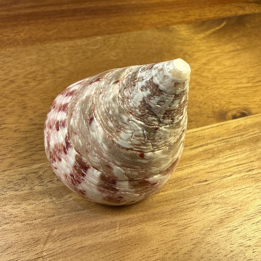 Red Stripe Trochus Topshell 2” Great Specimen Natural