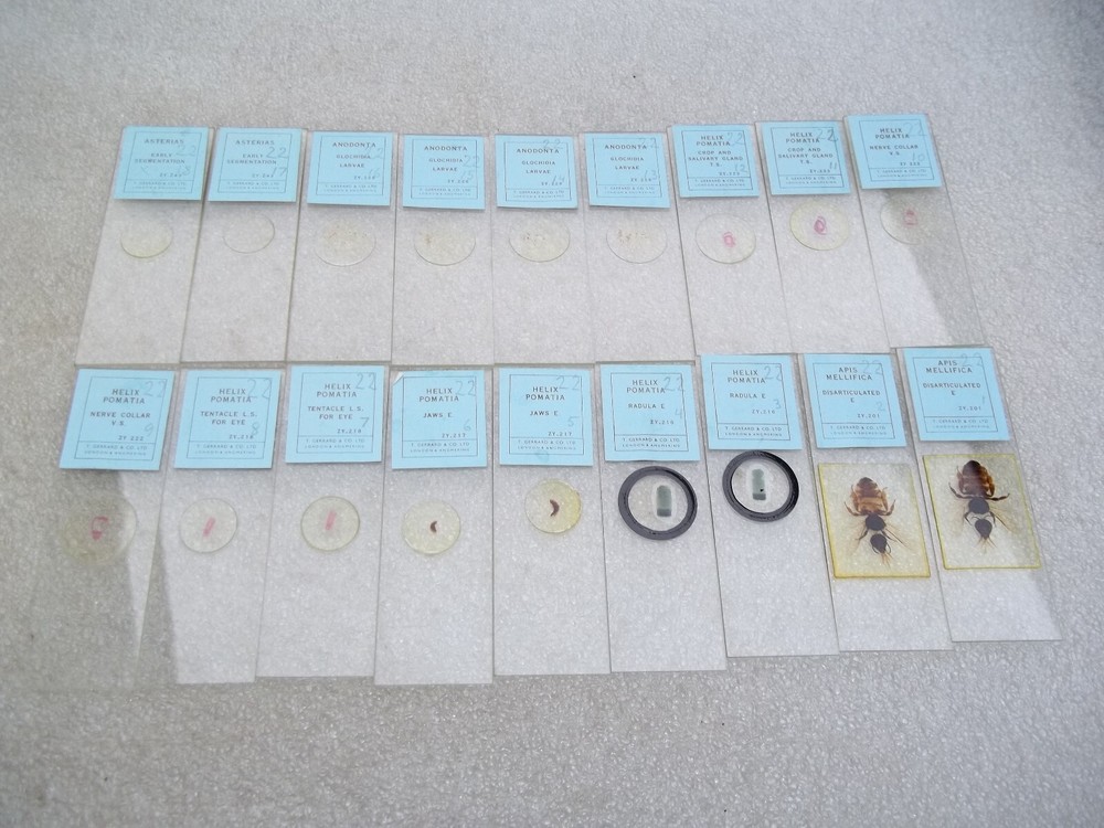 Vintage Glass Microscope Slides -