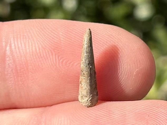 RARE Fossil Xiphactinus Fish Tooth Texas Cretaceous Pawpaw Formation