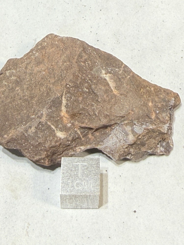 Fossil Placoderm Pieces