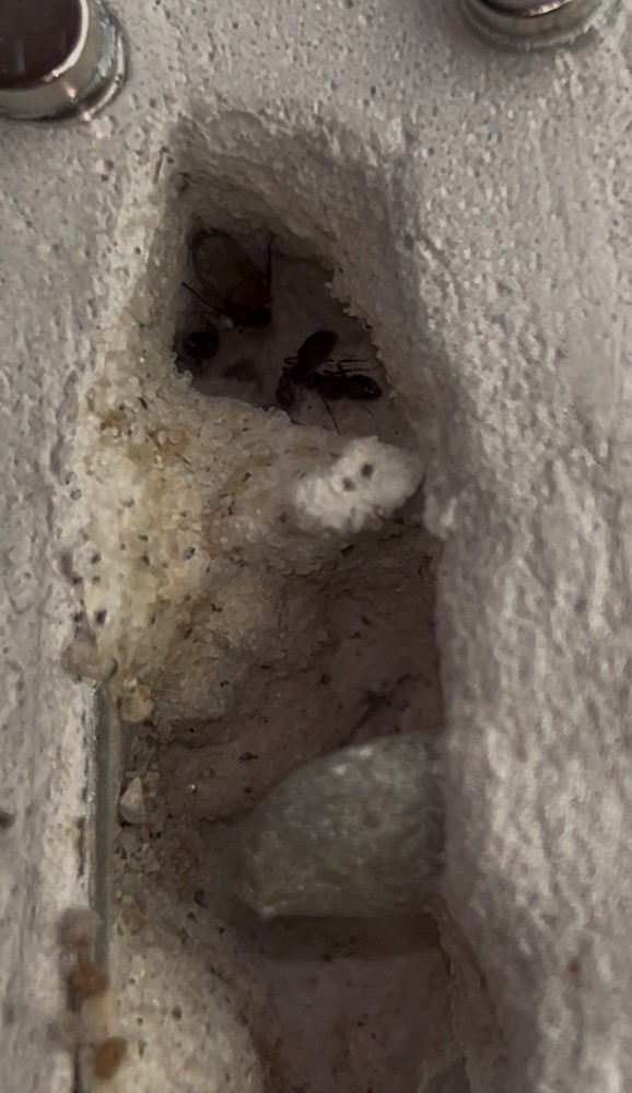 Formicarium