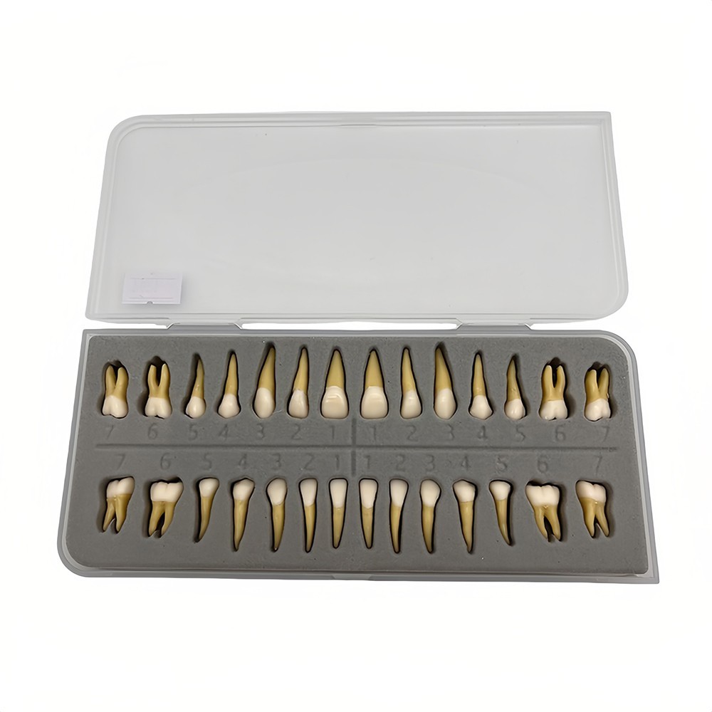 Dental 1:1 Permanent Teeth Demonstration Teach Study Model with 28Pcs Teeth