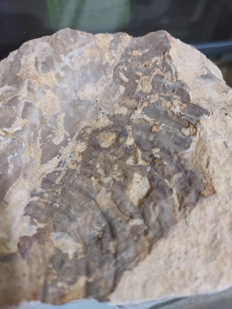 Unknown Fossil. Clam Shell And Bone?