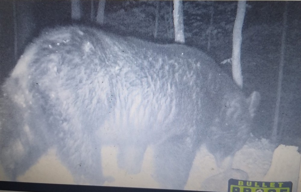Ultimate Bear, Deer, and Wild hog Call Lure!