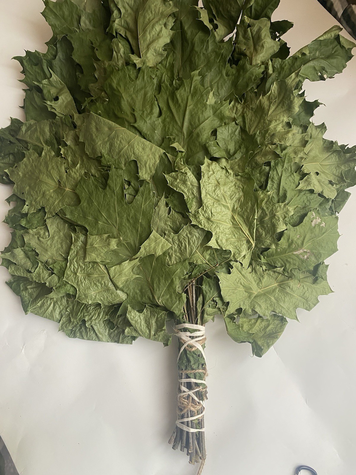 12 Oak brooms sauna banya venik Eiche whisks eco 2025 Ukrainian