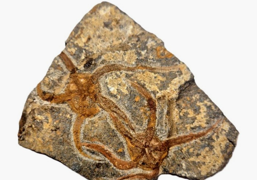Fossil