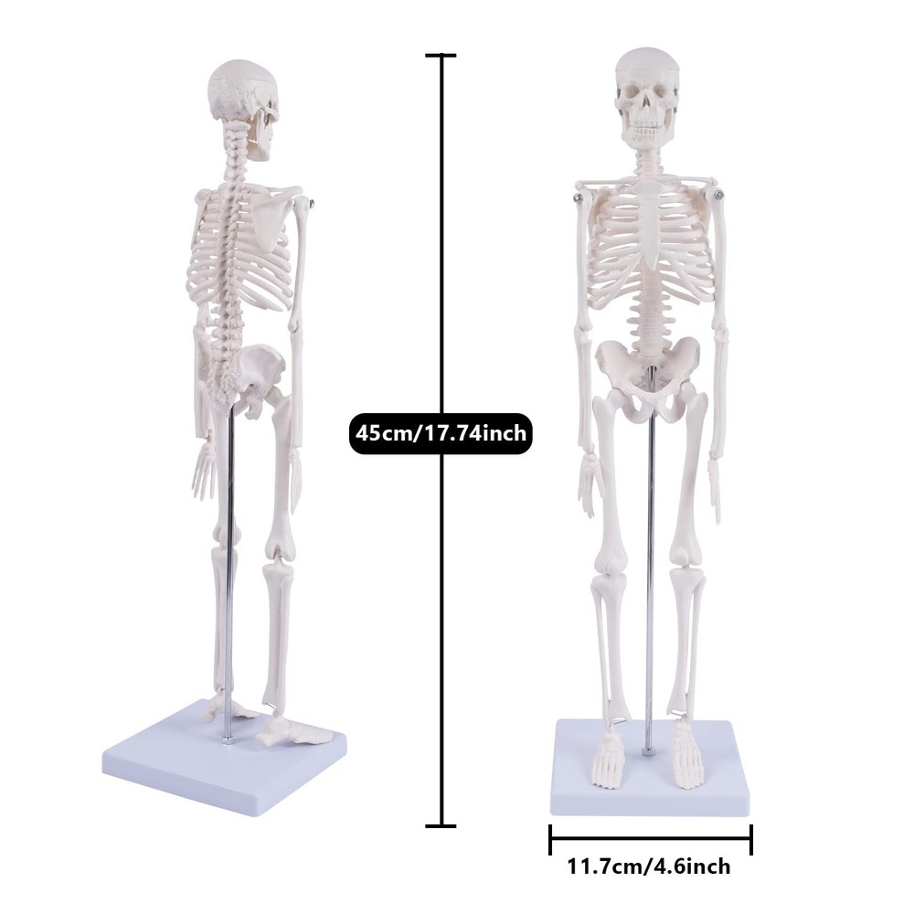 Human Skeleton Model (17.7in) for Anatomy