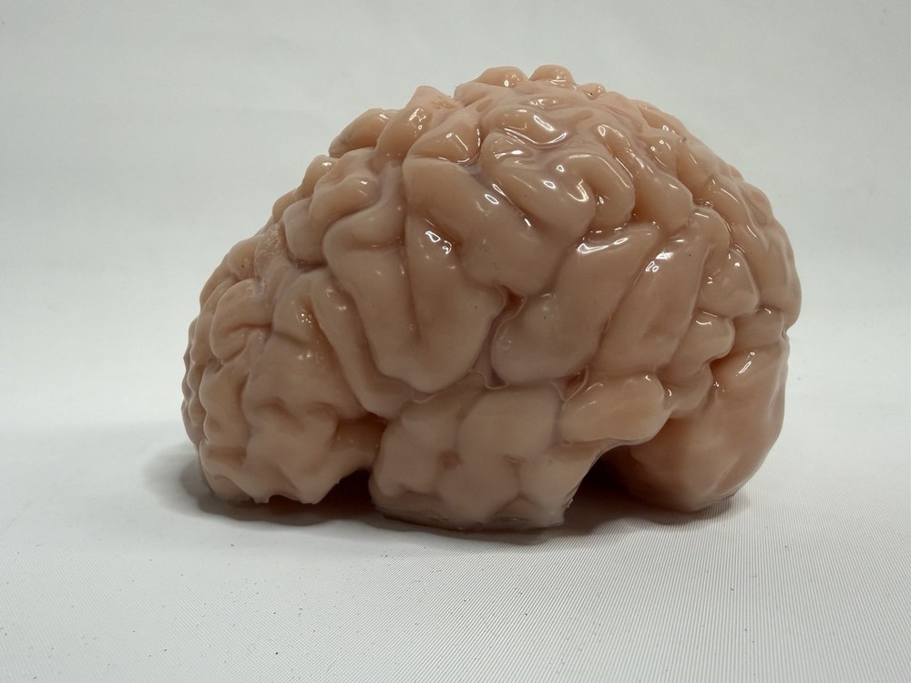 Silicone Brain 🧠 Ultra Realistic Squishy Brain With Goo