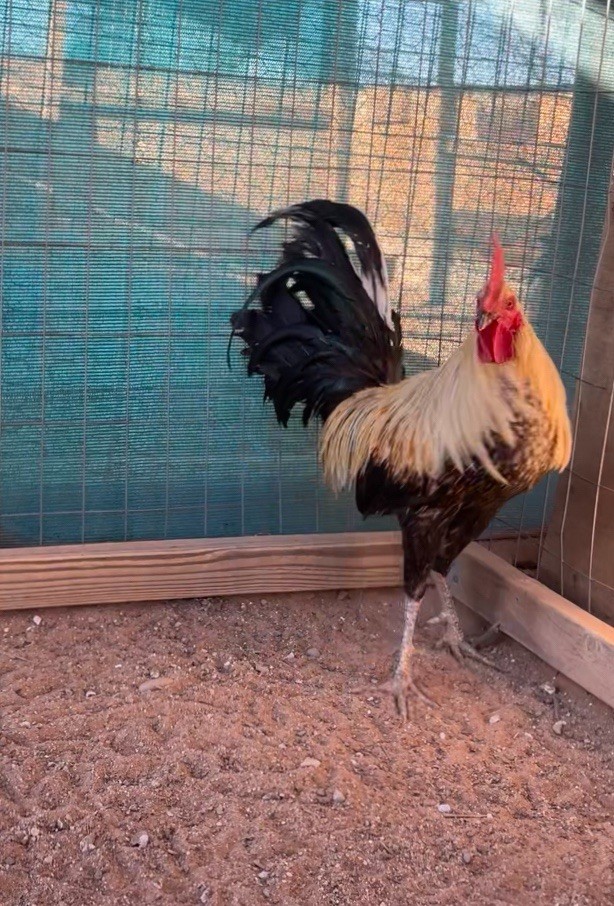 Limited Availability: Hulsey Gray