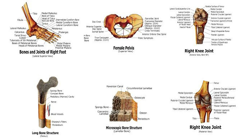 Human Skeleton Skull Anatomical System Chart - Models Anatomical, LARGE SIZE
