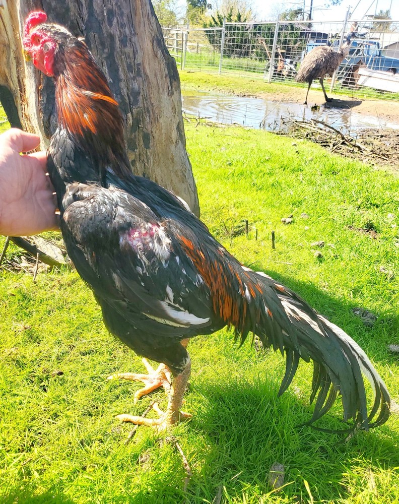 Thai Hatching Eggs 6 Total