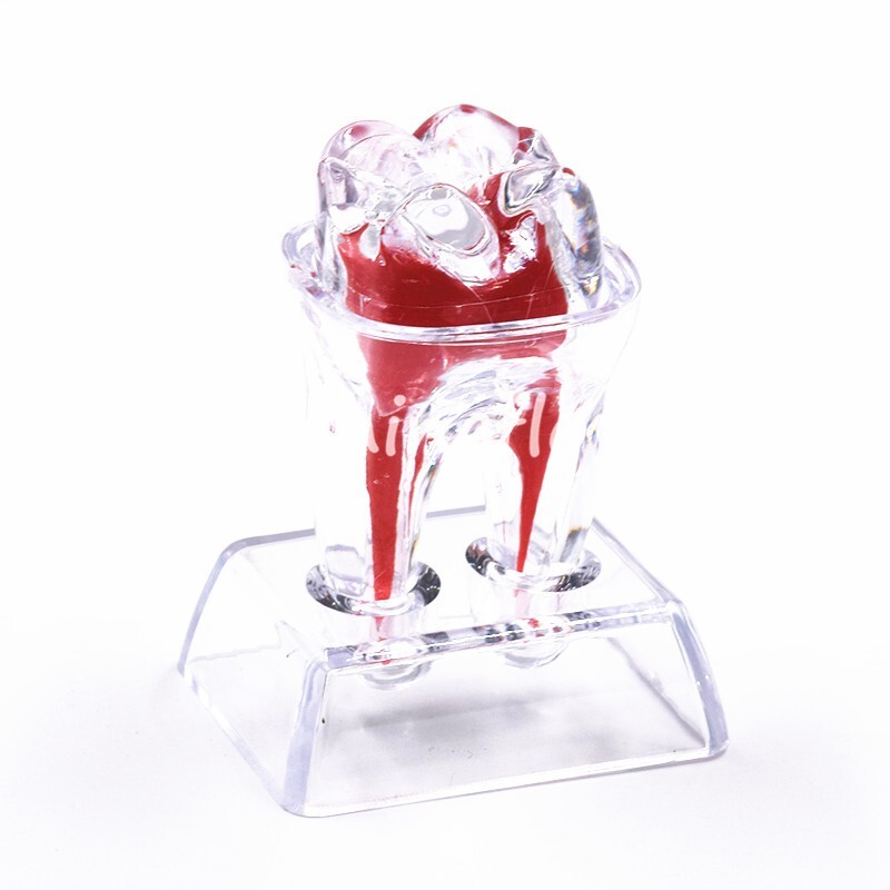 2X Dental Crystal Base Teeth Model Hard Plastic Teaching Demonstration Separable