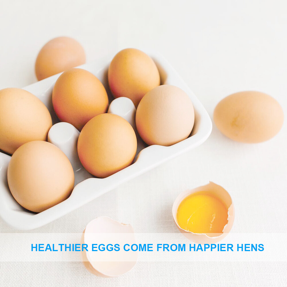 22LB Dried Mealworms Bulk Non-GMO Organic for Wild Blue Bird Chickens Hen Treats