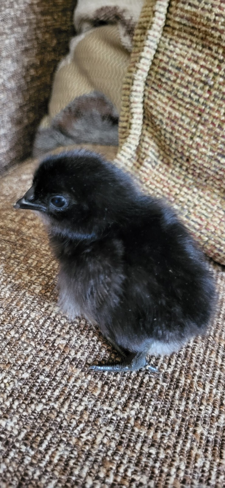 Ayam Cemani 12 Hatching Eggs – Fresh Fertile – Shipped 1–2 Days Old
