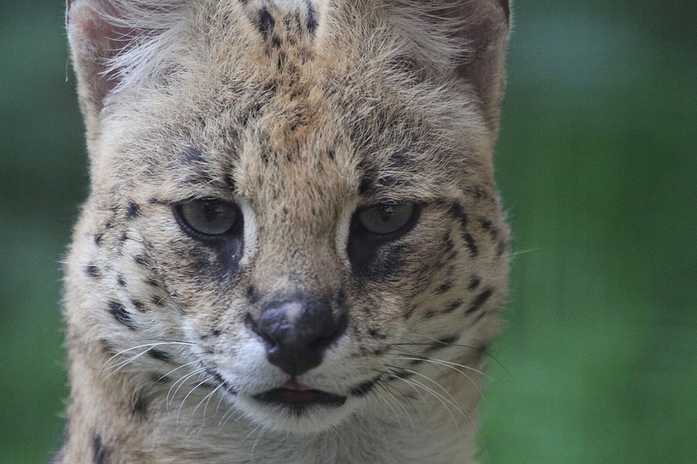 Serval Taxidermy Reference Photo Cd