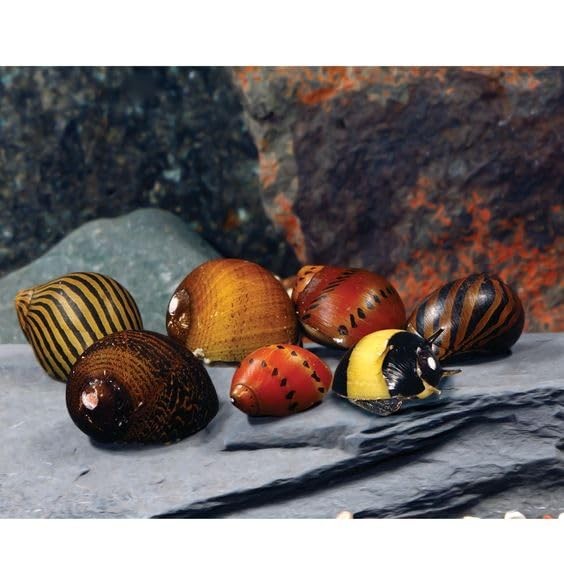 ™ Assorted Nerite Snails (6 Pack) Freshwater Aquarium Snails Live