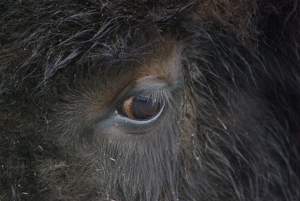 Buffalo Taxidermy Reference Photo Cd
