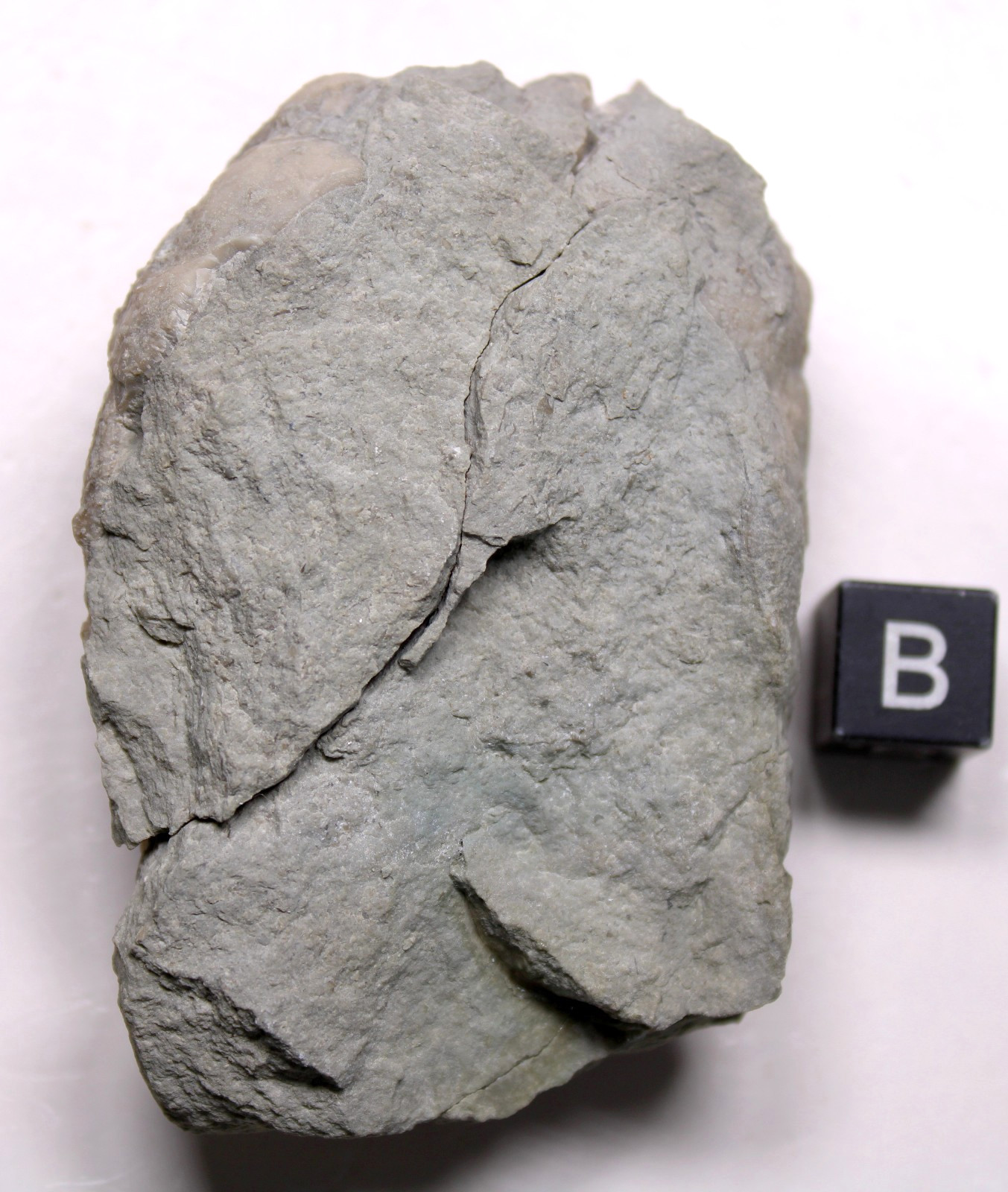Triamara ventricosa Silurian Cystoid Fossil Indiana Massie Shale