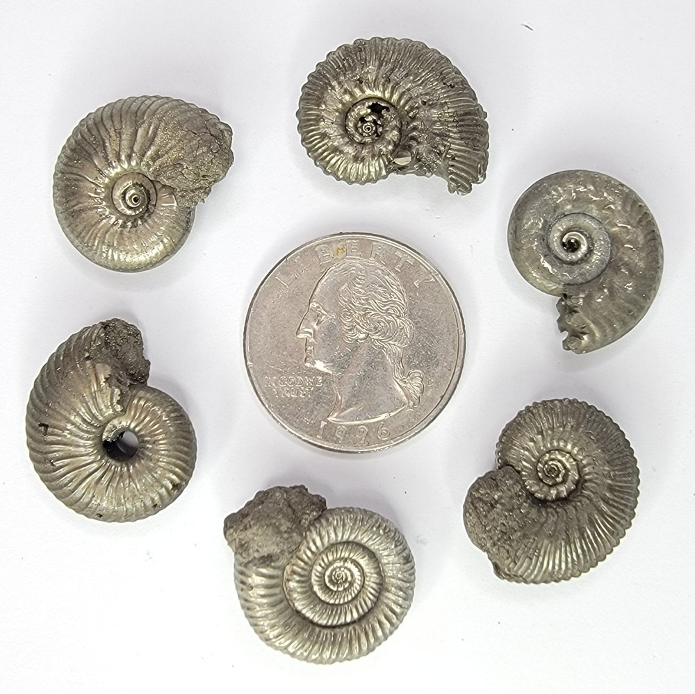 Pyritized Ammonites from Russia