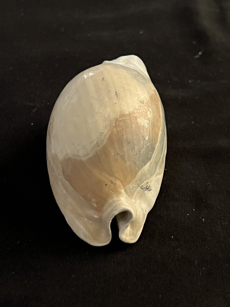 EXTINCT Fossilized COWRIE Shell ( Siphocypraea Grovesi ) From Central Florida.