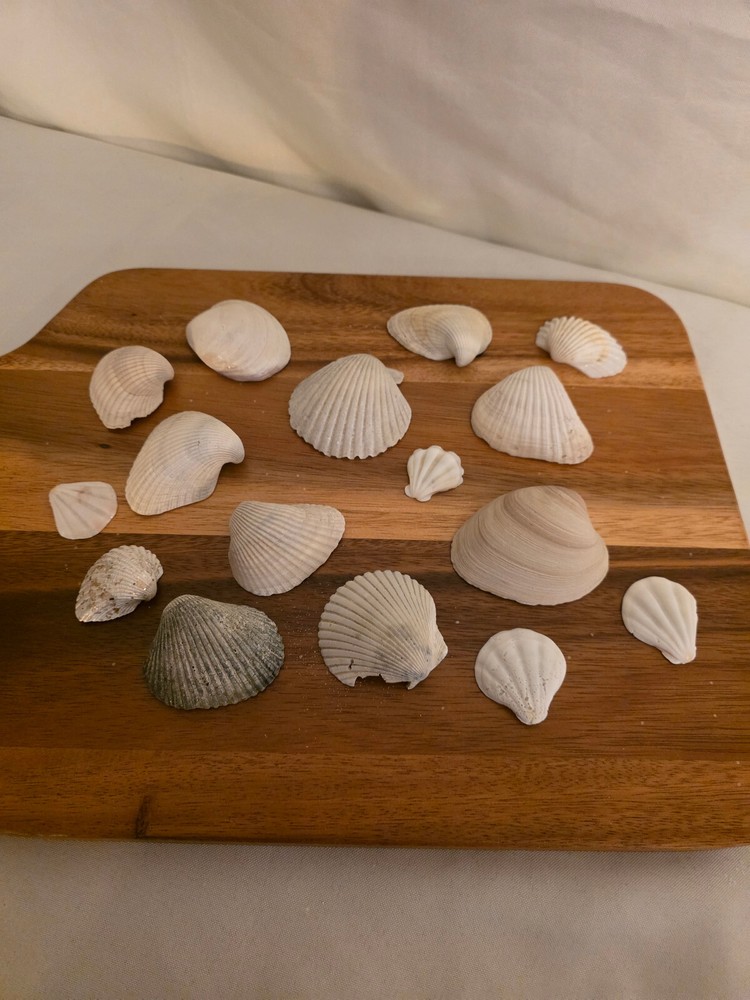 Ocean Seashell Lot - Estate Find