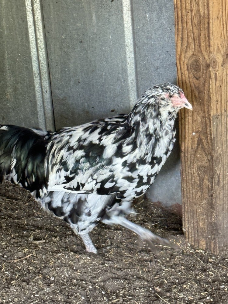 6+ Ermine ameraucana hatching Eggs