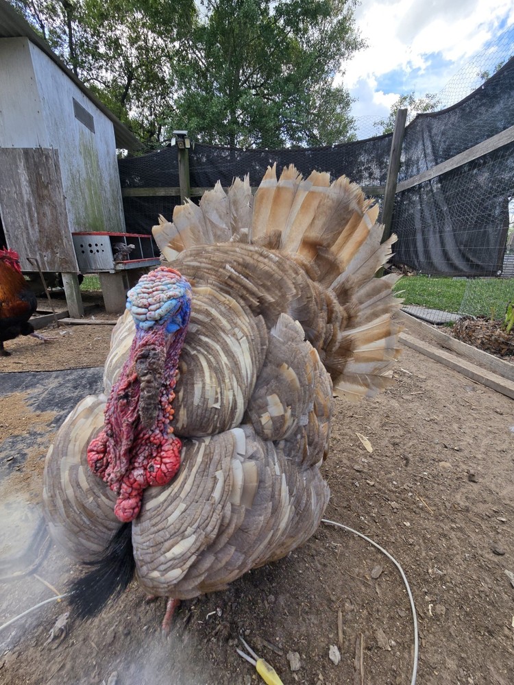 6 + Mottled Turkey Hatching Eggs Purebred