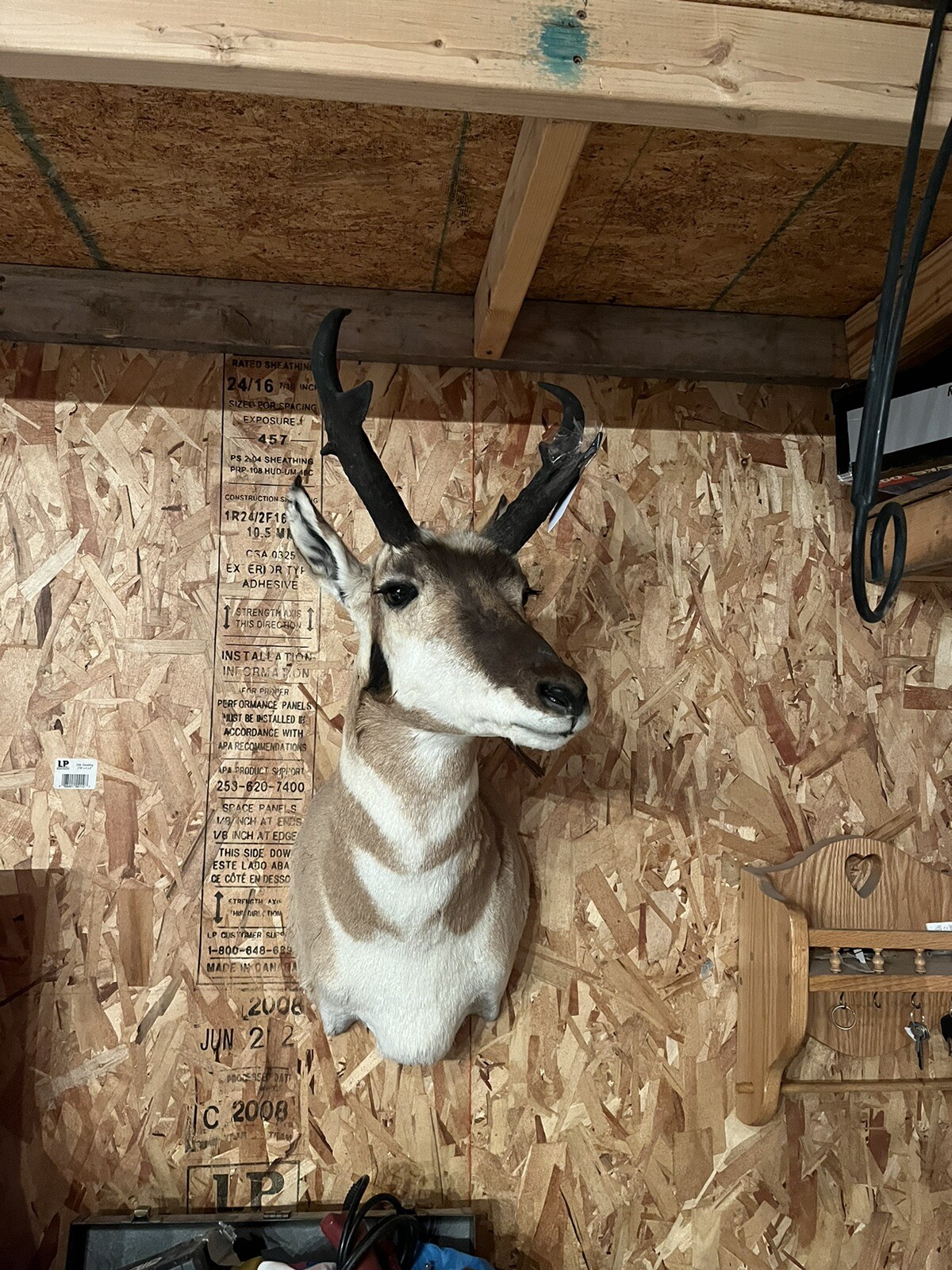 pronhorn antelope taxidermy shoulder mount
