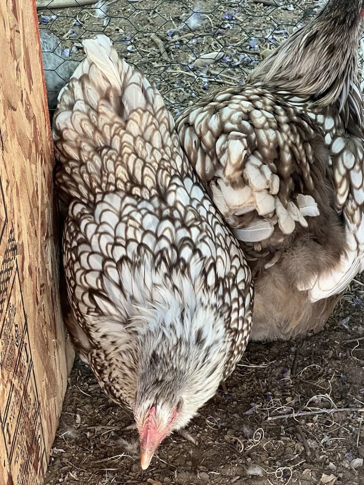 Chocolate Silver Laced Orpington Hatching Eggs-12 Pack