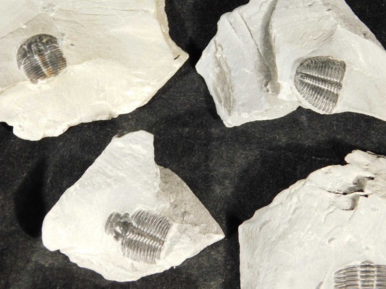 BIG Lot of TEN! 100% Natural Elrathia TRILOBITE Fossils in Matrix Utah 379gr