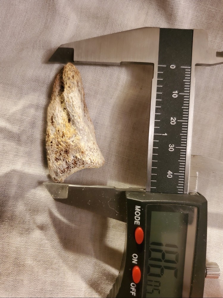 Ornithomimid Toe Claw (Ungual)