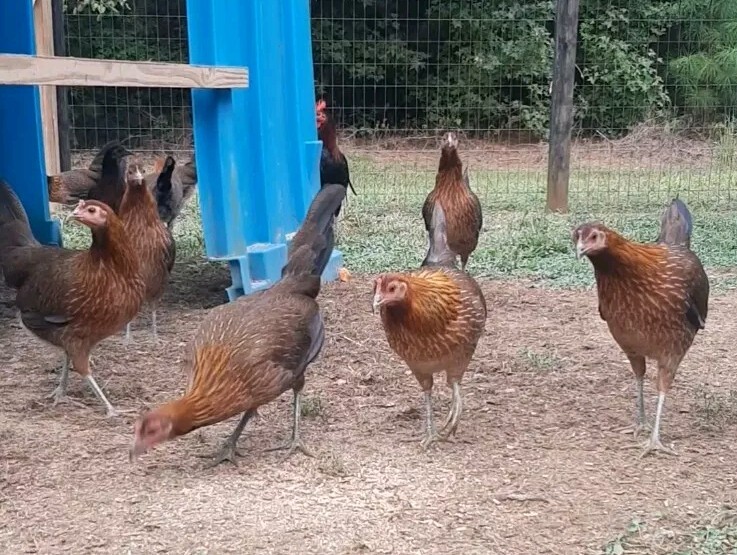 12 Chicken Hatching Eggs.