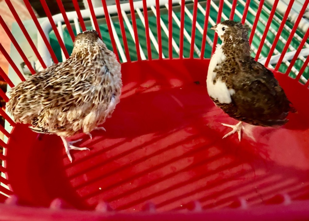 10+ Assorted Coturnix Quail Hatching Eggs