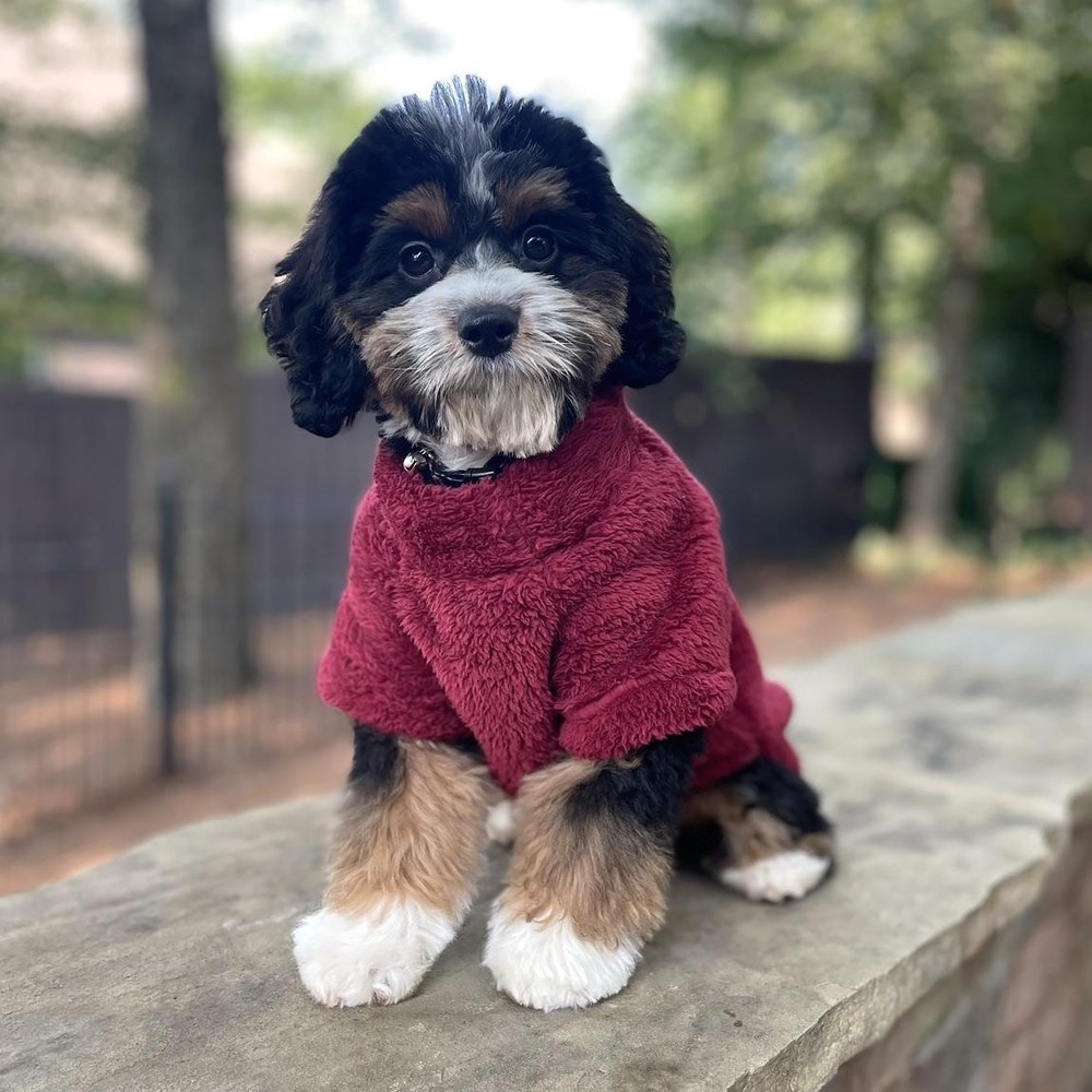 Doggie Design Soft Plush Pullover - Burgundy