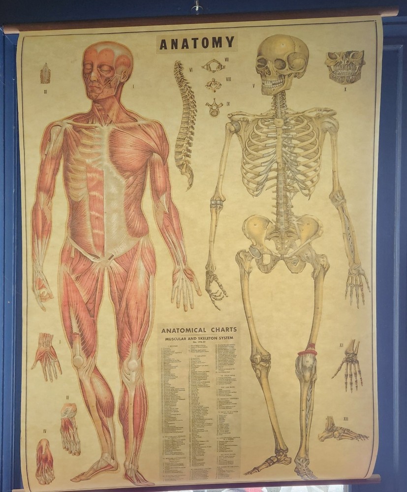 Cavallini Anatomy Wall Chart Pull Down Poster Muscular Skeleton 30x38
