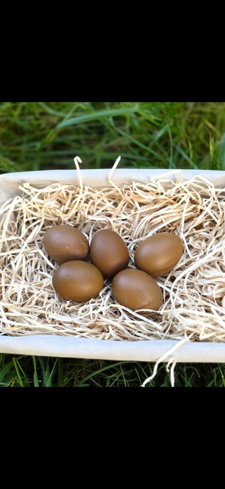 12+ *RARE* Dun Line Color Mudd Eggers! (Moss/Olive) Hatching Eggs!!